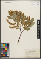Foto von Salix pyrifolia Andersson